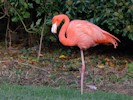 American Flamingo (WWT Slimbridge October 2012) - pic by Nigel Key